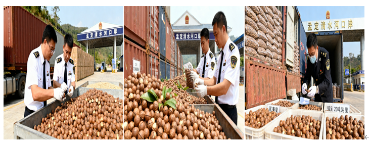 Mengding Qingshuihe Port Imports Myanmar Macadamia Nuts for the First Time